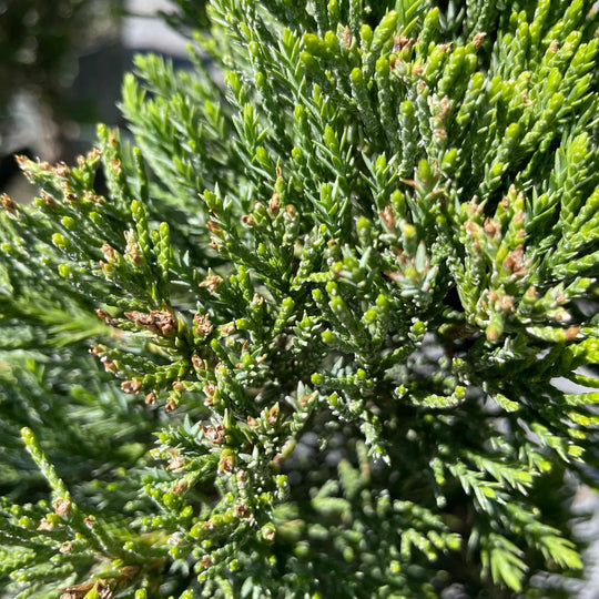 Juniper - Torulosa Pompom - 10 gallon