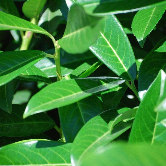 Laurel - Mariblon - 5-6' - Balled and Burlapped