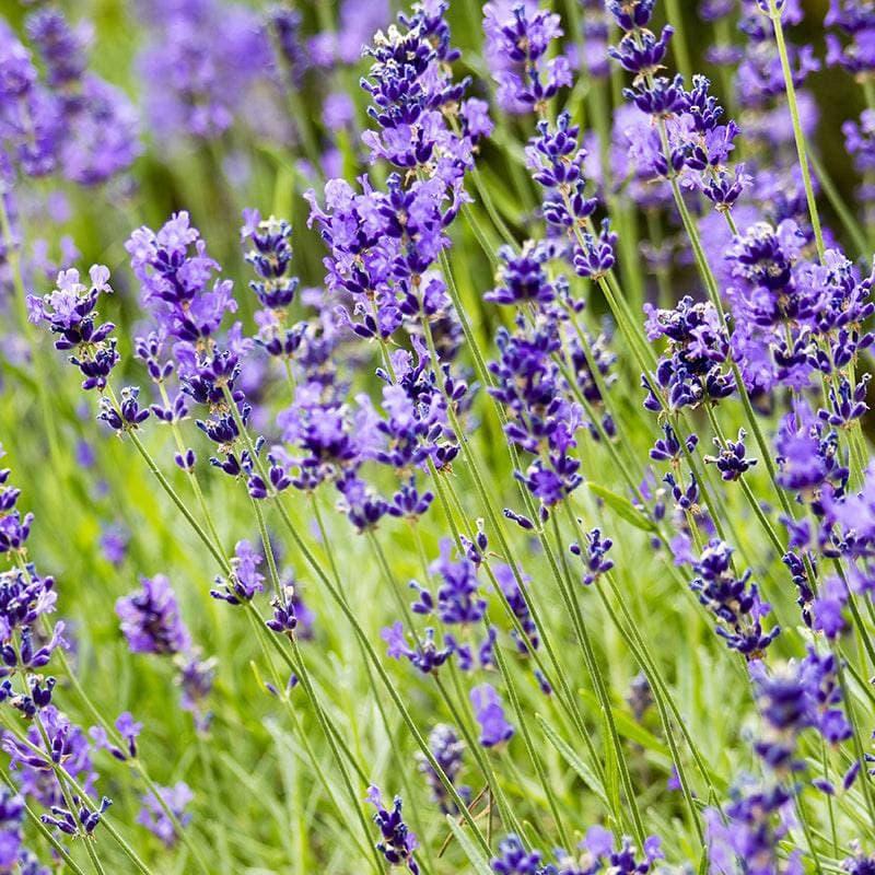 Lavender - Hidcote - 1 gallon - Hicks Nurseries