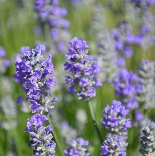Lavender - Munstead