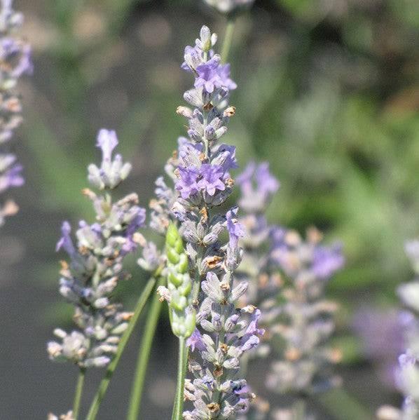 Lavender - Provence - 1 gallon - Hicks Nurseries
