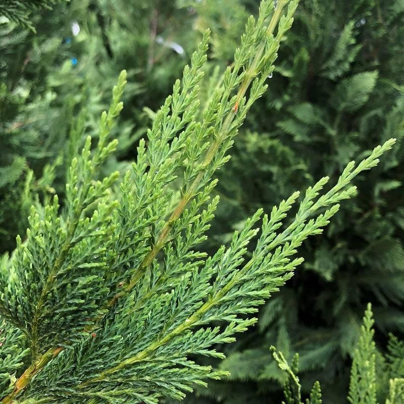 Leyland Cypress - 15 gallon