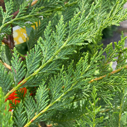 Leyland Cypress - 5 gallon