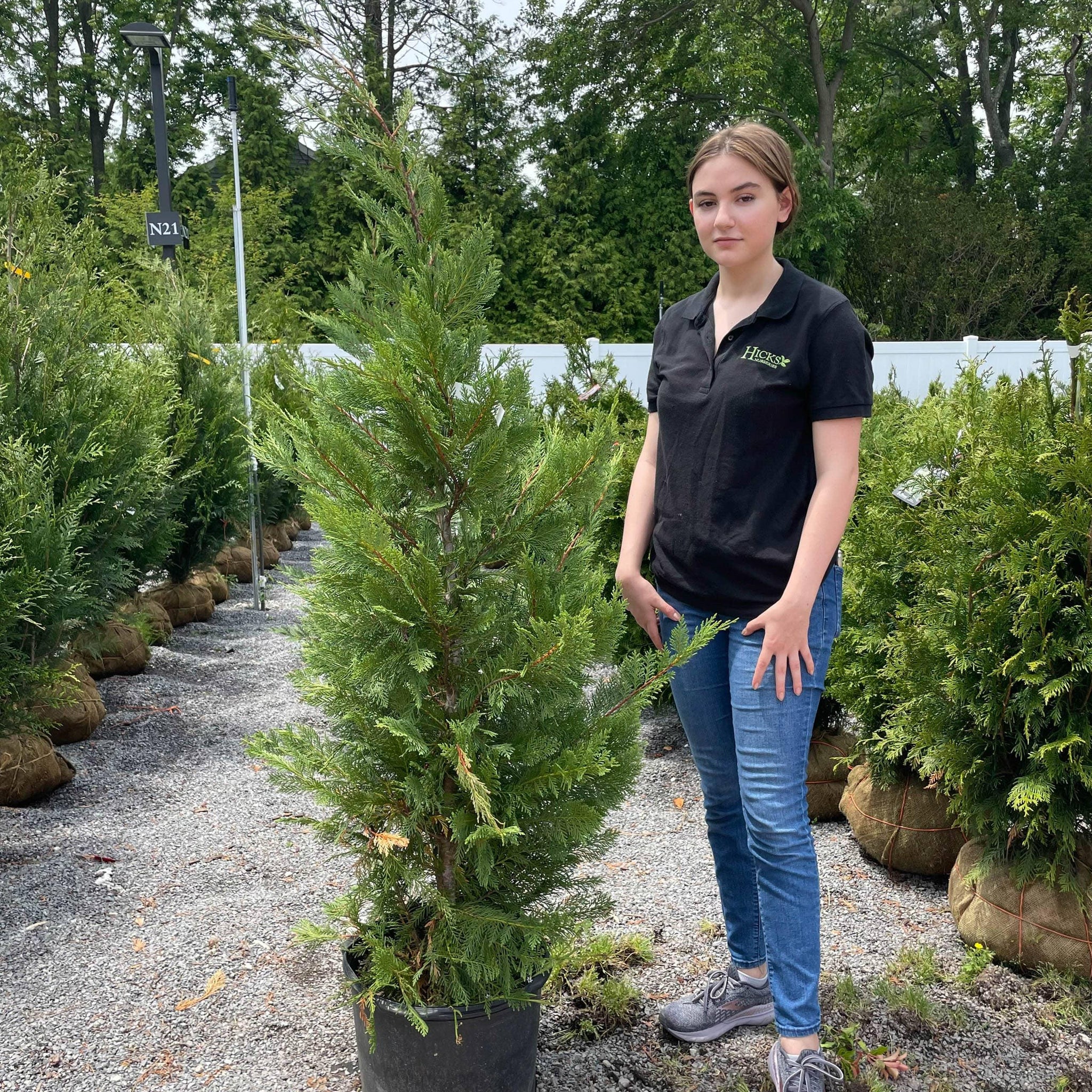 Leyland Cypress - 7 gallon