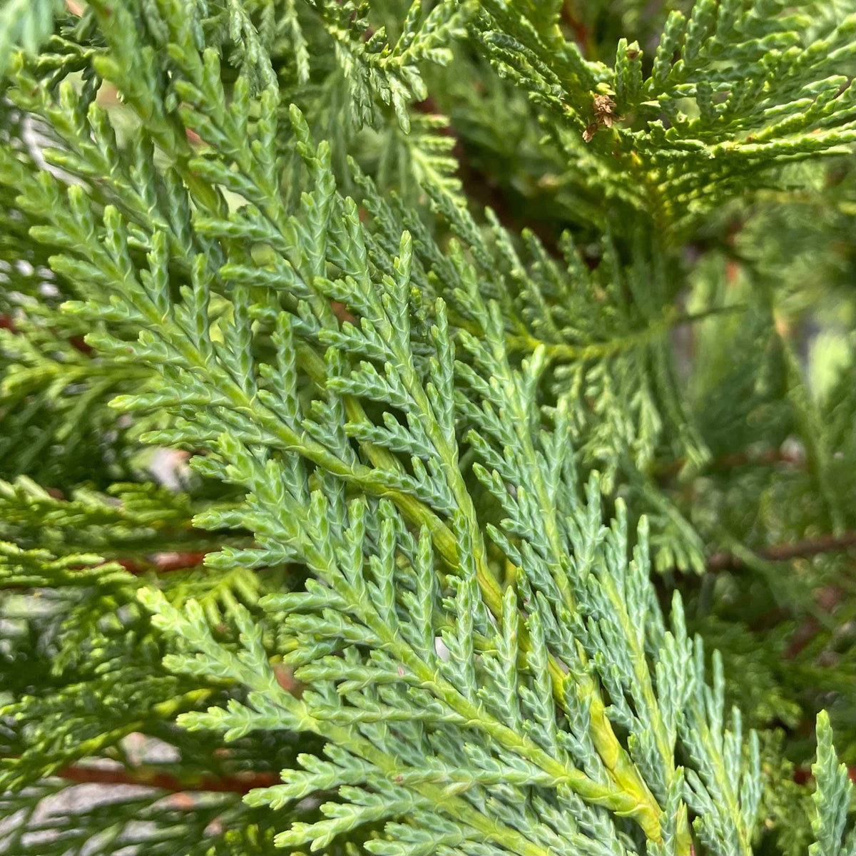 Leyland Cypress - 7 gallon