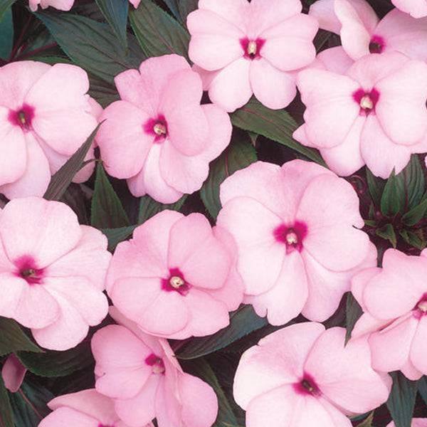 guinea plant New Guinea Impatiens
