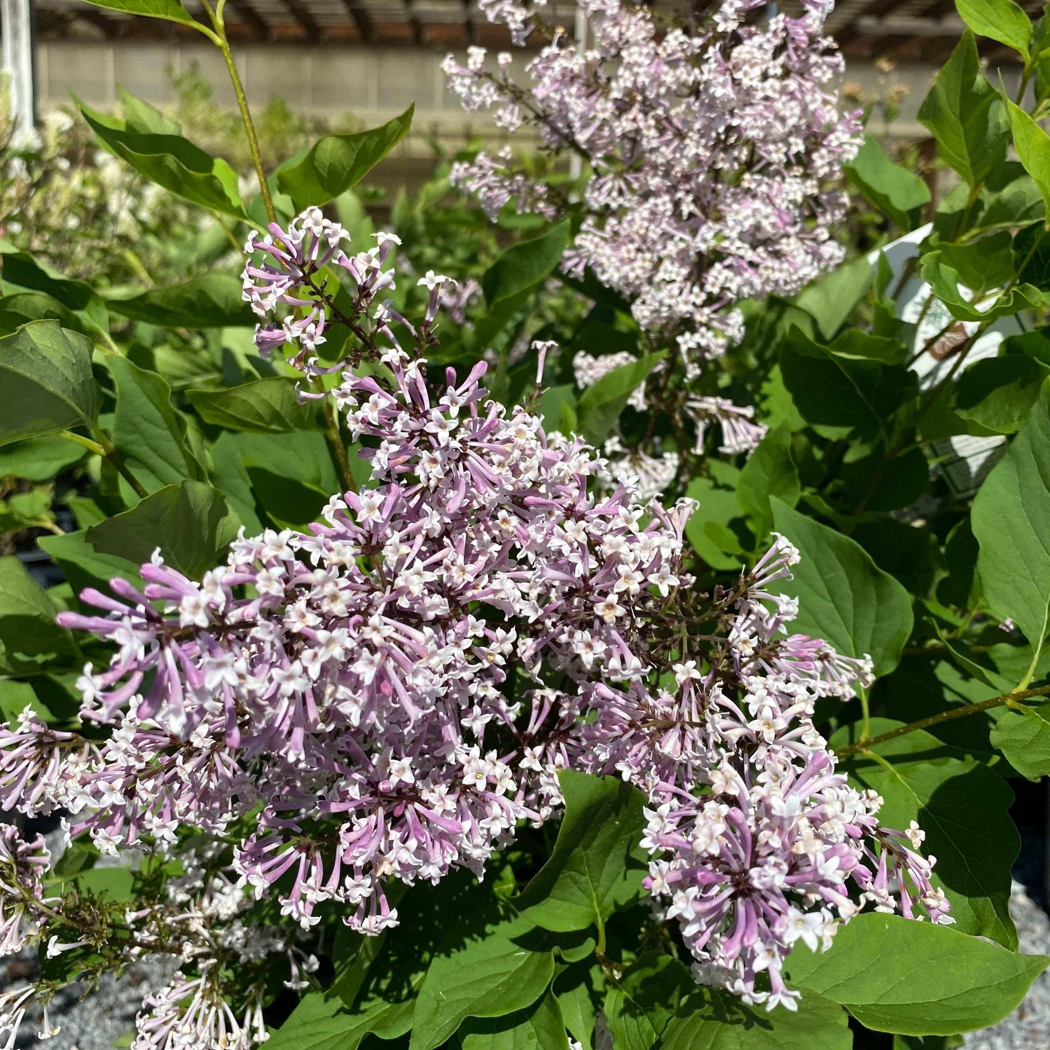 Lilacs