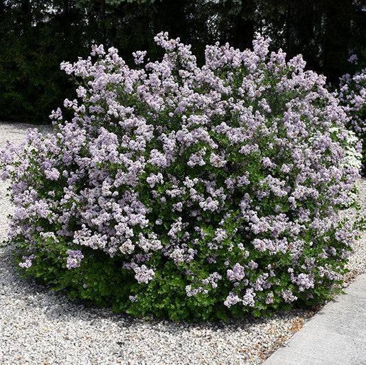 Lilac - Palibin - 3 gallon - Hicks Nurseries