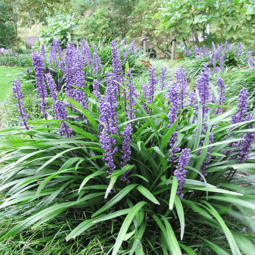 purple blue lily flower Lily Turf - Big Blue