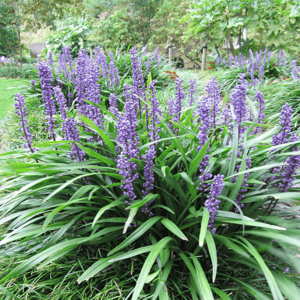 lilyturf indoor plant Lily Turf - Big Blue