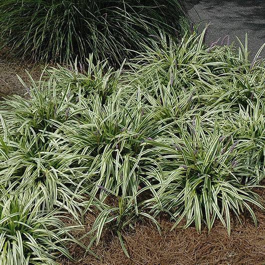 Lily Turf - Variegated - 1 gallon