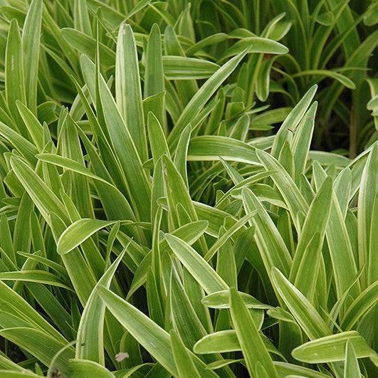 Lily Turf Variegated 1 gallon