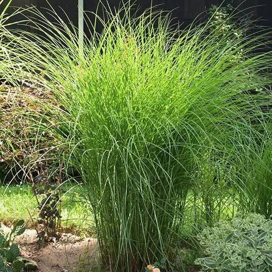 Maiden Grass - Gracillimus - 3 gallon - Hicks Nurseries