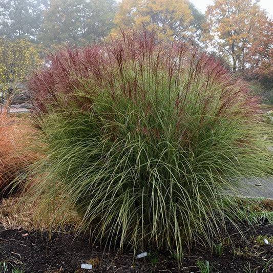 Maiden Grass - Morning Light - 3 gallon - Hicks Nurseries