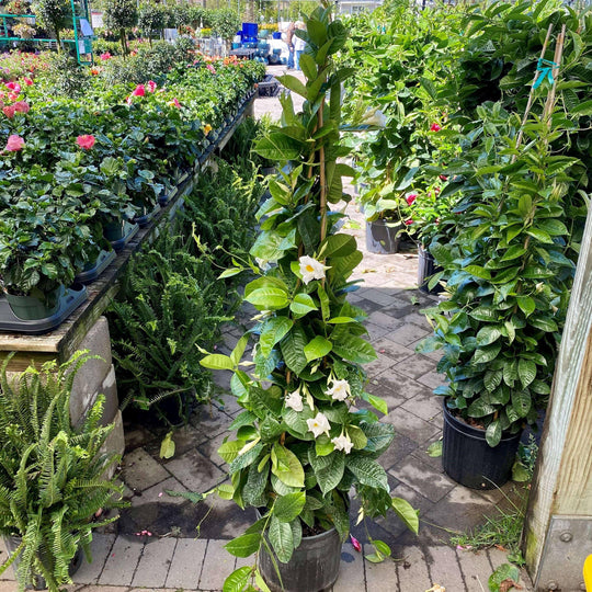 Mandevilla Teepee - 12-inch pot