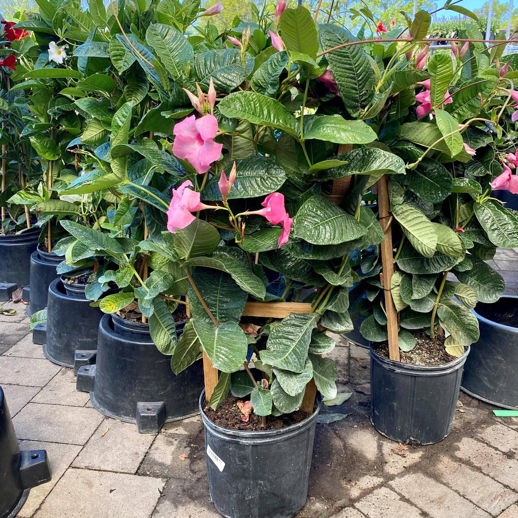 mandevilla potting mix Mandevilla Trellis