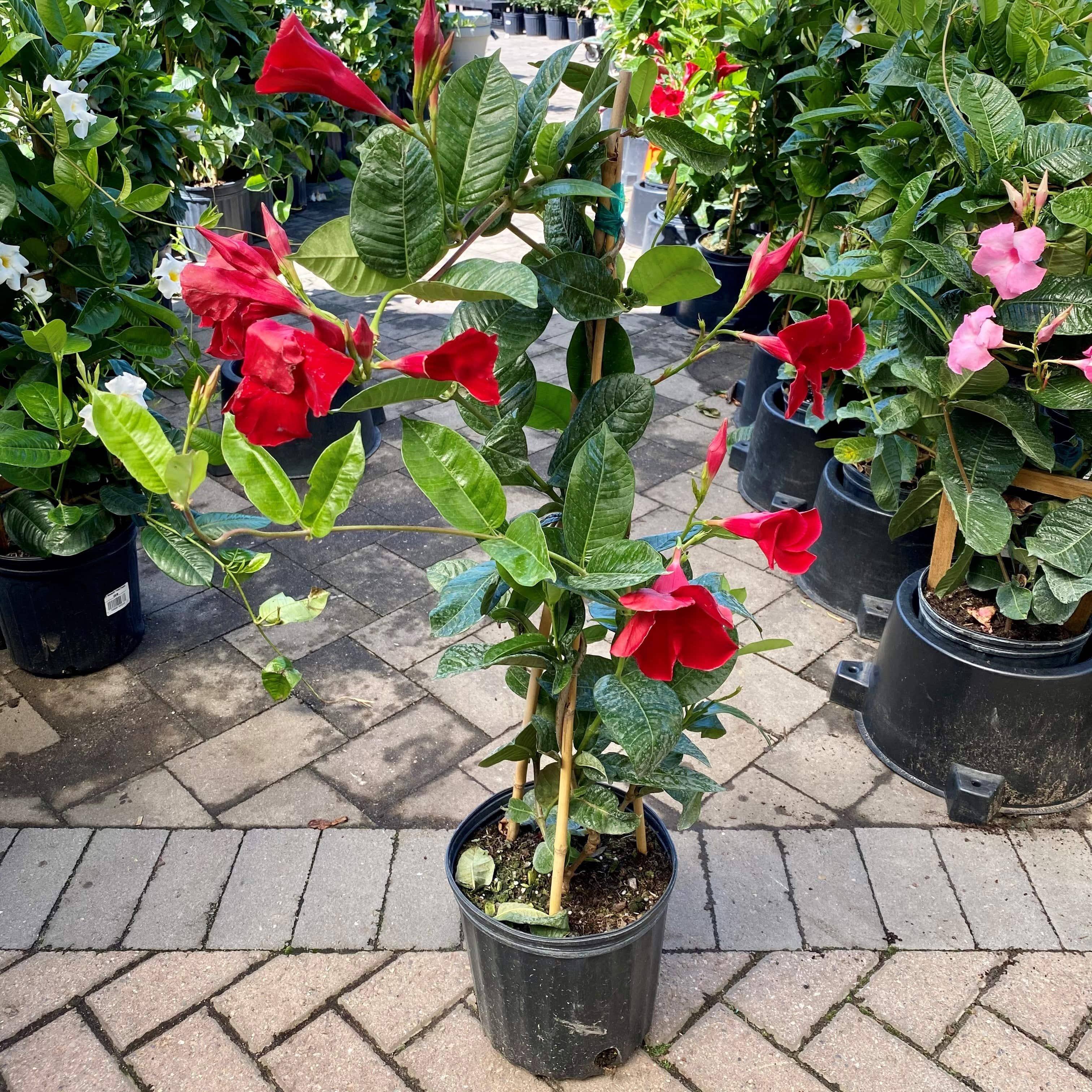 Mandevilla Trellis