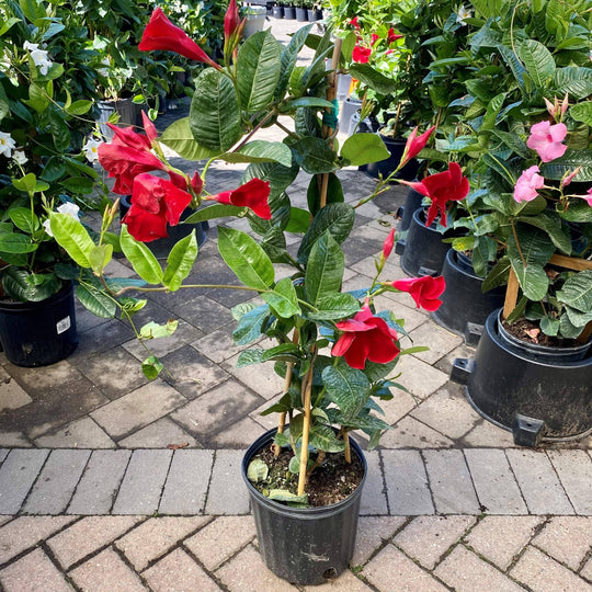 Mandevilla Trellis - 10-inch Pot