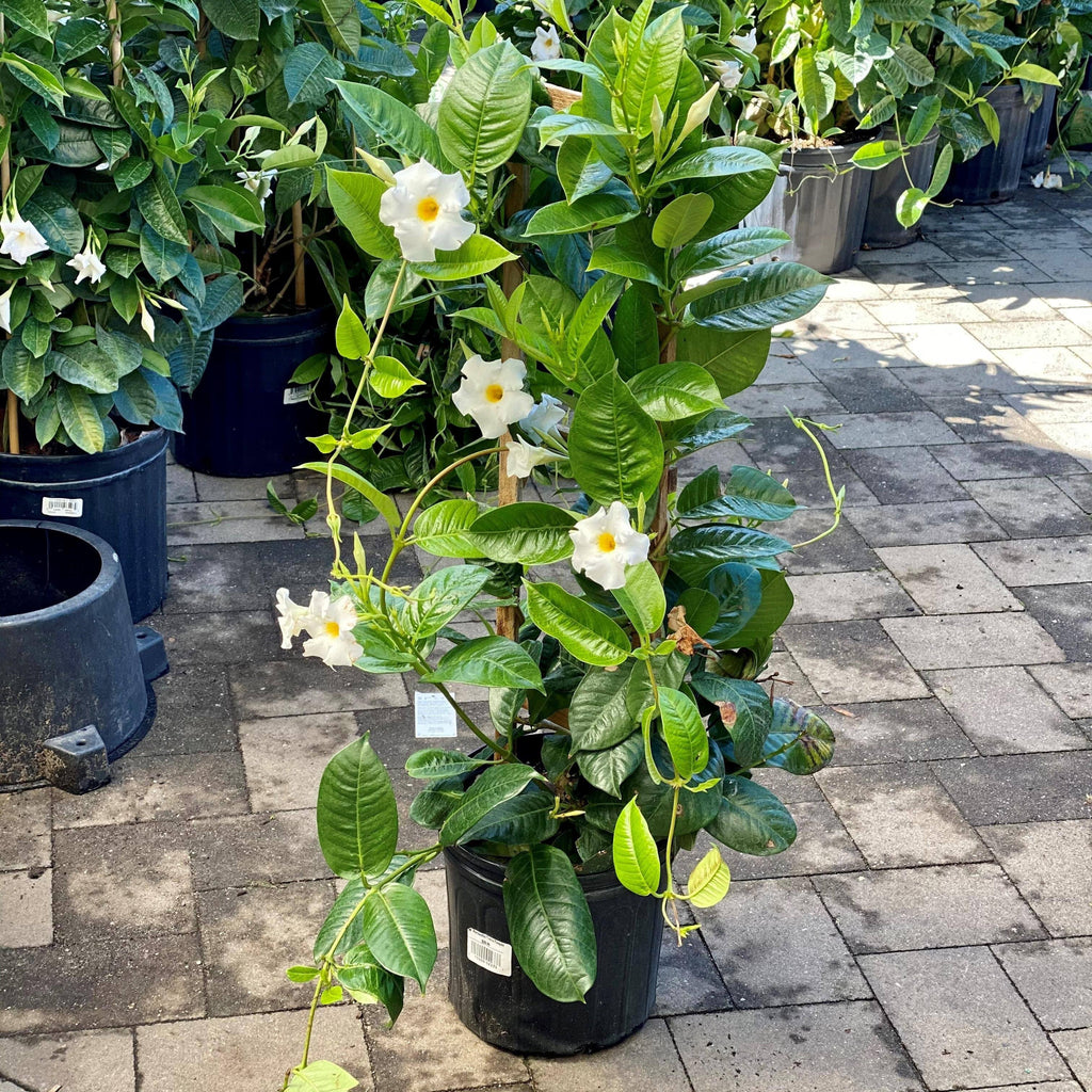 mandevilla plants in pots Mandevilla Trellis