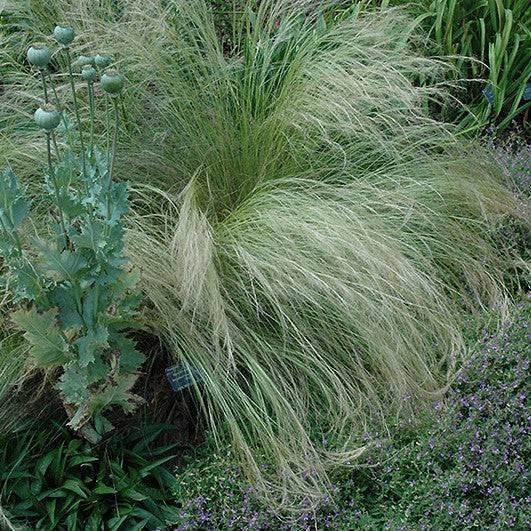 Mexican Feather Grass - 1 gallon - Hicks Nurseries