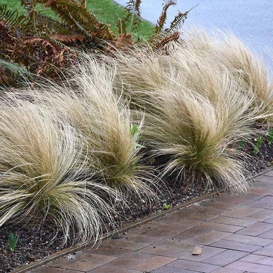 Mexican Feather Grass