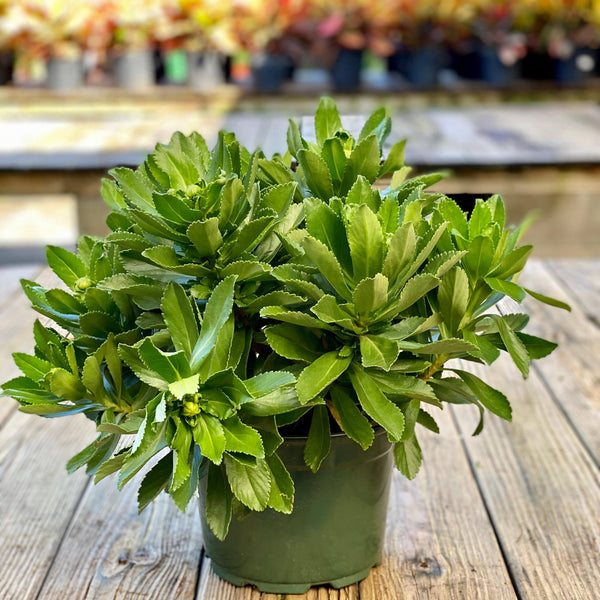 Montauk Daisy - 9-inch - Hicks Nurseries