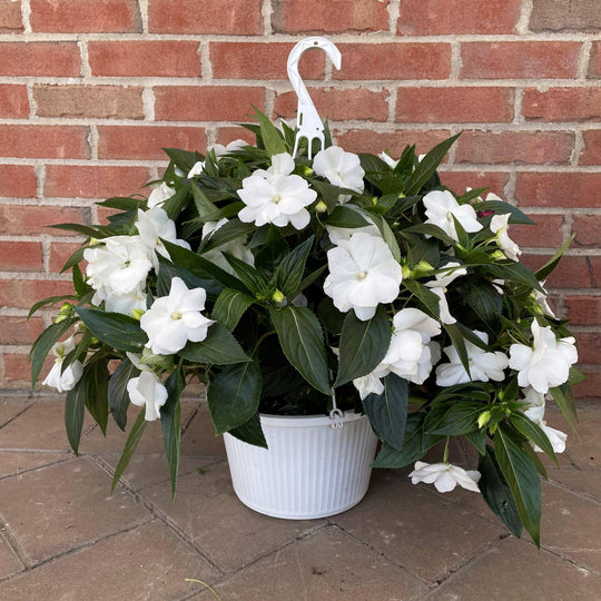New Guinea Impatiens - 10-inch Hanging Basket