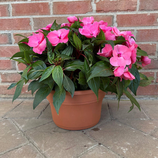 New Guinea Impatiens - 10-inch Tub