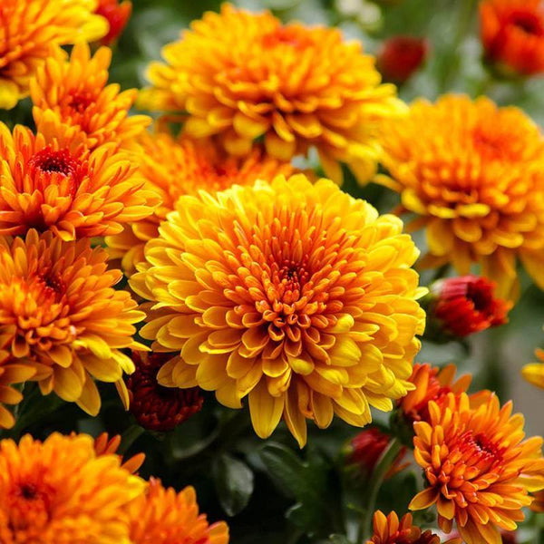 Hardy Mum - 9-inch - Hicks Nurseries