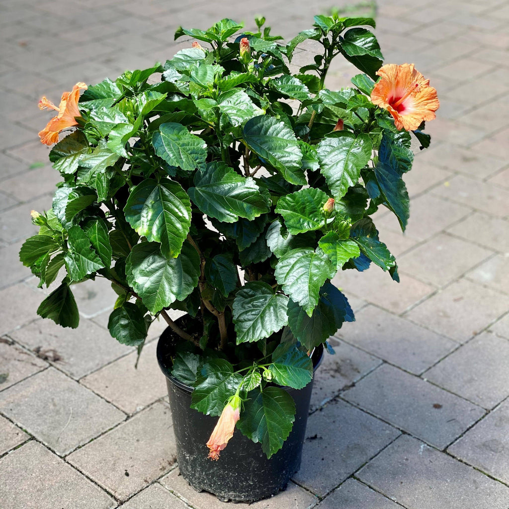 hibiscus plant in a pot Premium Tradewinds Hibiscus Bush