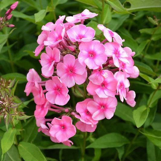 Phlox - Coral Crème Drop - 2 gallon