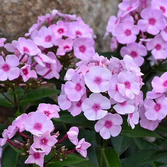 Phlox - Cotton Candy - 2 gallon
