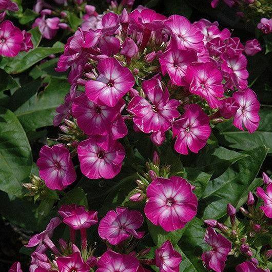 Phlox - Volcano Purple - 2 gallon