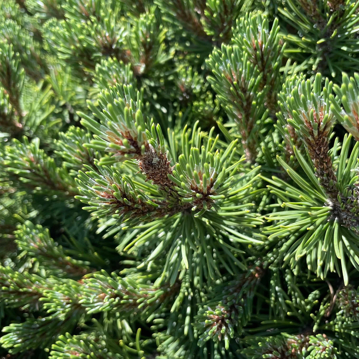 Pine - Dwarf Mugo Pine - Standard