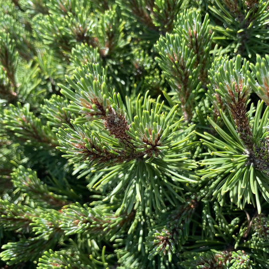 Pine - Dwarf Mugo Pine - Standard
