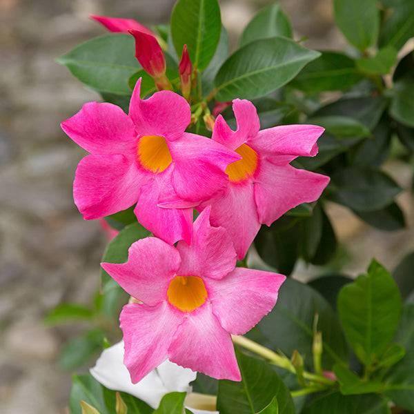 Mandevilla Trellis