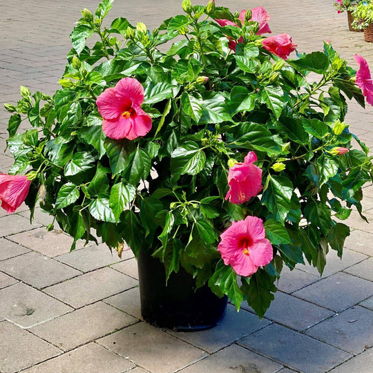 Premium Tradewinds Hibiscus Bush - 10-inch Pot