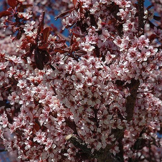 Plum - Thundercloud - Balled and Burlapped