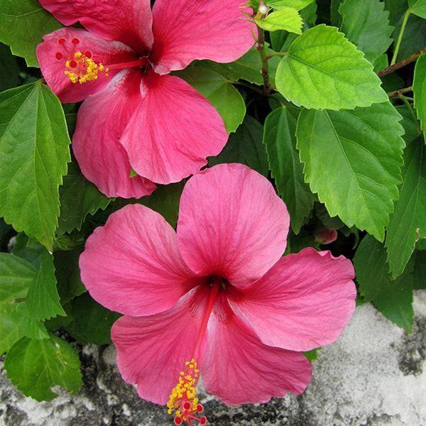 Premium Tradewinds Hibiscus Bush - 10-inch Pot - Hicks Nurseries