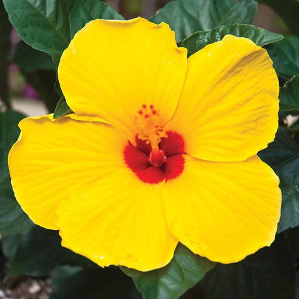 Premium Tradewinds Hibiscus Bush - 10-inch Pot