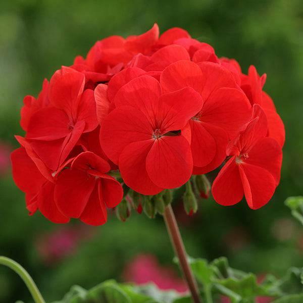 Geranium - 6-inch Pot - Hicks Nurseries