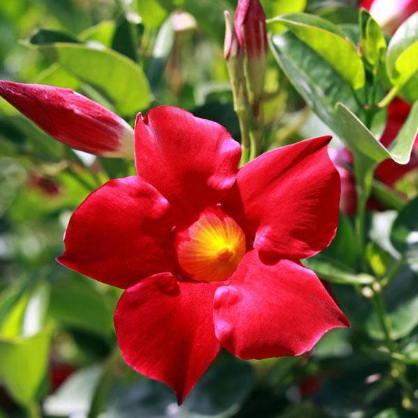 Mandevilla Trellis - 10-inch Pot - Hicks Nurseries