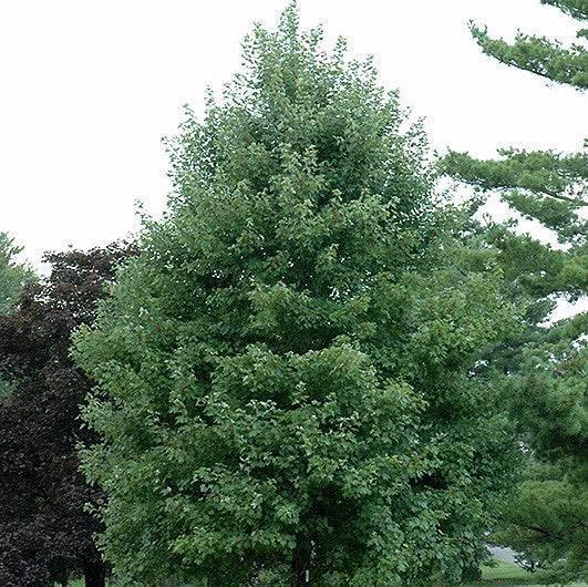 Red Maple - October Glory - Balled and Burlapped
