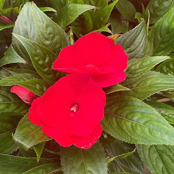 impatiens indoor plant New Guinea Impatiens