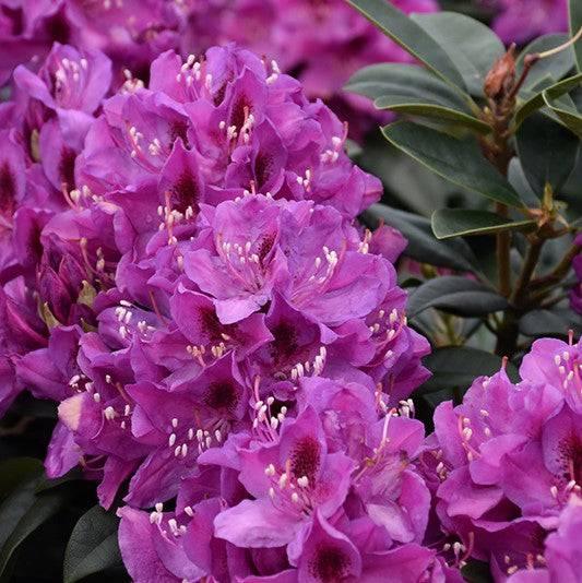Rhododendron - Anah Kruschke 10G - Hicks Nurseries