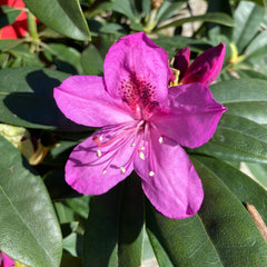 Rhododendron