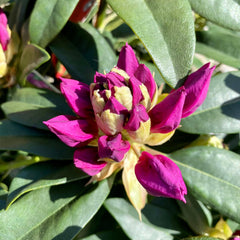 Rhododendron