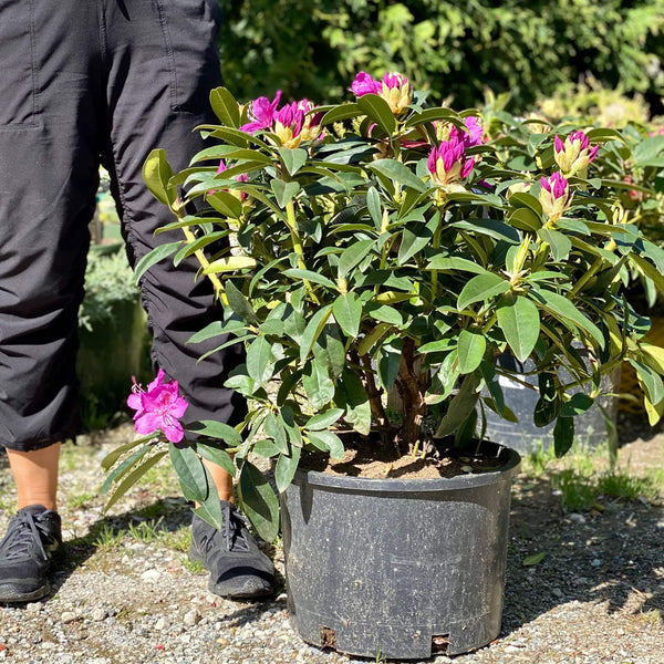 Rhododendron - Anah Kruschke 10G - Hicks Nurseries