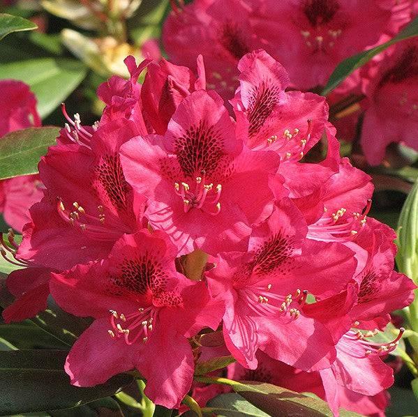 Rhododendron - Nova Zembla - 10g - Hicks Nurseries