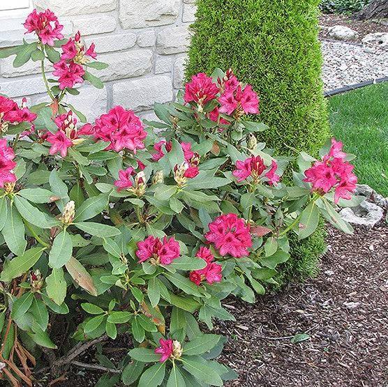 Rhododendron - Nova Zembla